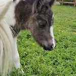 Domaine De La Galopade * Étréaupont